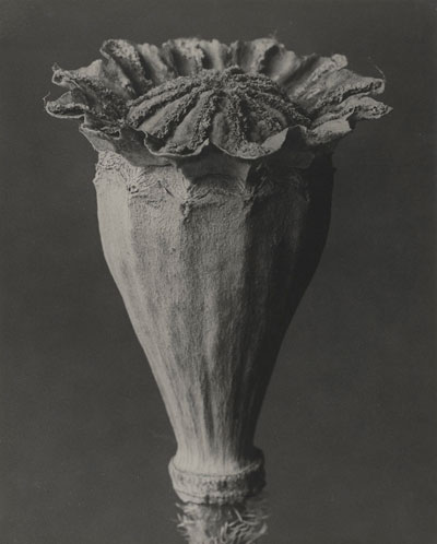 Karl Blossfeldt, Orientalischer Mohn (Papaver orientale),
