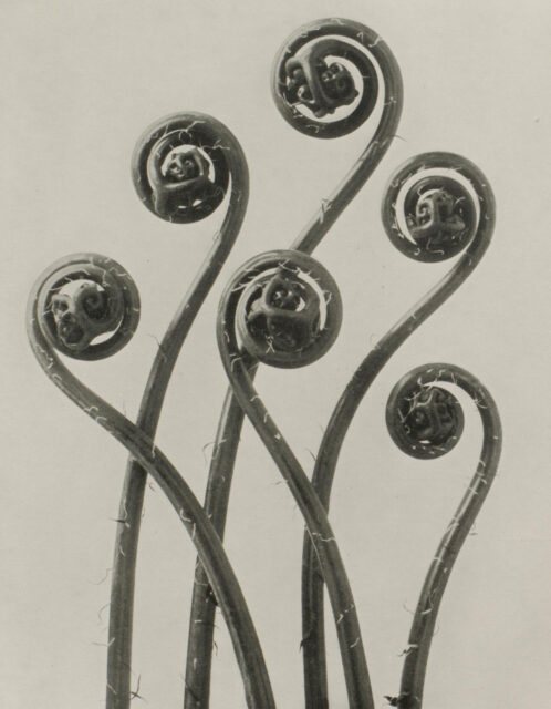 Karl Blossfeldt, Junge Blätter des Haarfarns,