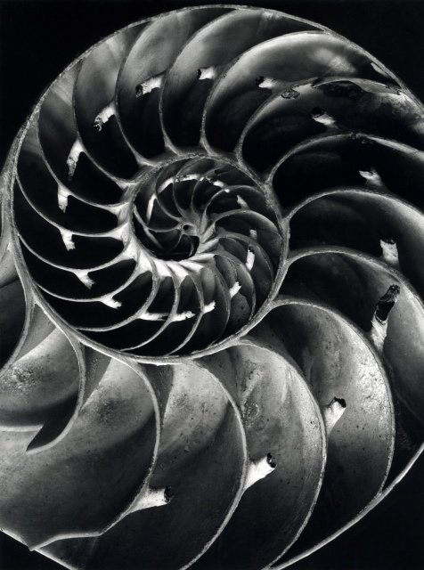 Alfred Ehrhardt, Querschnitt durch ein Nautilus-Gehäuse, Stadt- und Bergbaumuseum Freiberg, 1940/41,