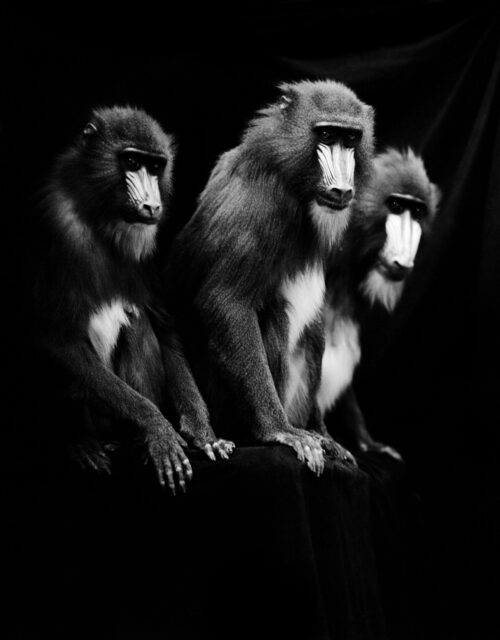 Gary Heery, Mandrills, 1996/2014, Fotografie auf Aludibond, 150 x 100 cm