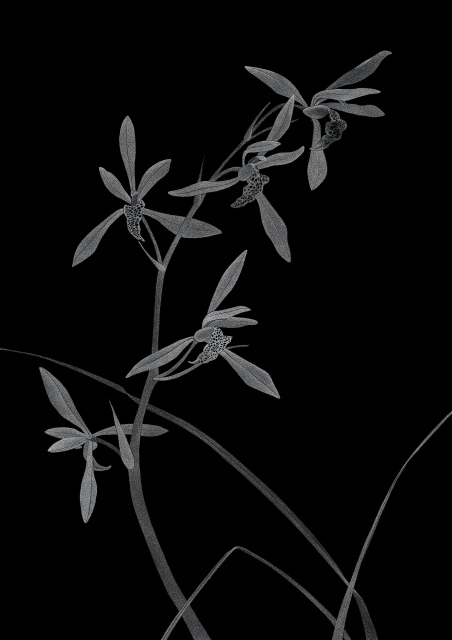 Thilo Westermann, Chinesische Orchidee (Hommage an Ma Lin), 2015, Hinterglasmalerei, 29,7 x 21 cm,