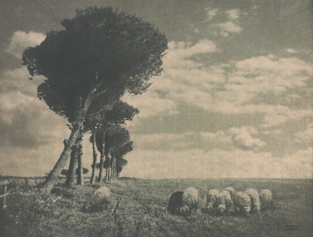 Heinrich Kühn, Schafherde in der Campagna, um 1899, Gummidruck,