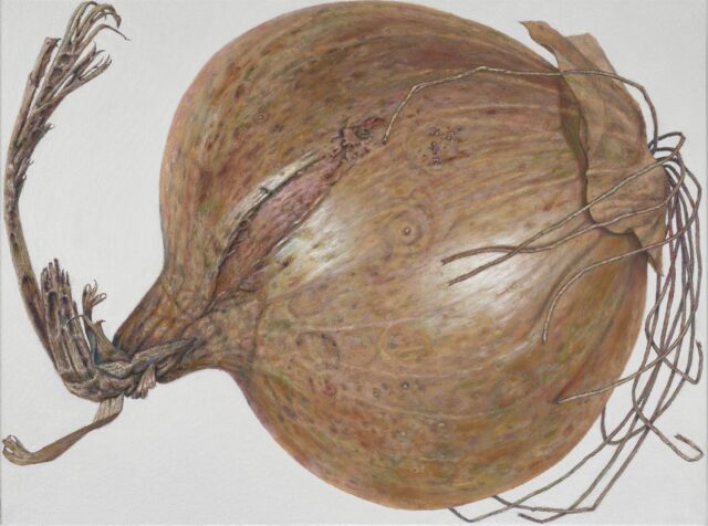 René Wirths, Zwiebel, 2017, Öl auf Leinwand, 60 x 80 cm,